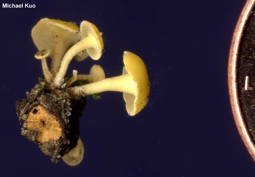 hymenoscyphus_calyculus_01.jpg