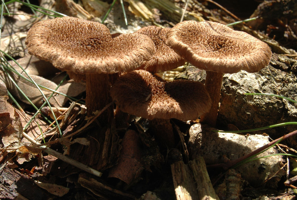 Valse wolvezelkop  Inocybe longicystis.jpg