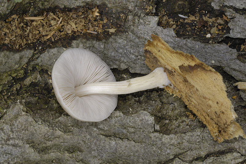 2__DSC9239 Pluteus plautus.jpg