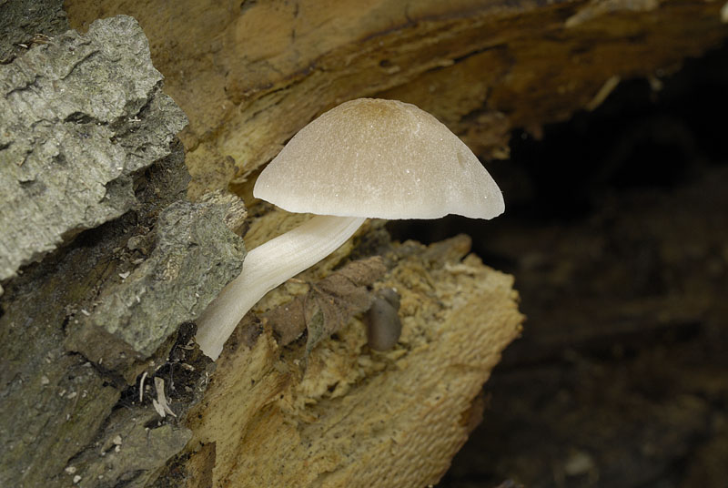 0__DSC9235 Pluteus plautus.jpg