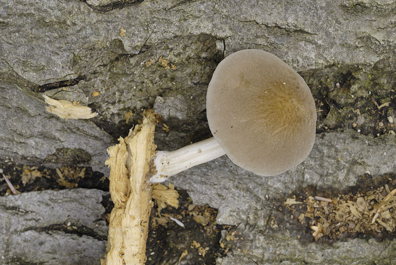 1__DSC9240 Pluteus plautus.jpg