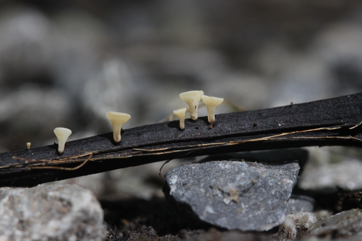 Ash_Dieback_-_Hymenoscyphus_fraxineus_(36040583332).jpg