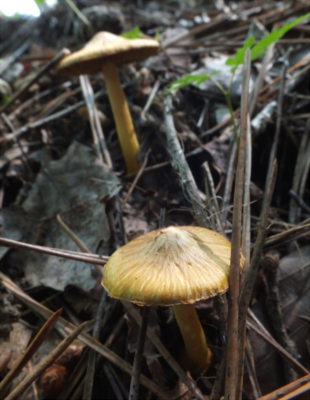 i_lutea_005.jpg