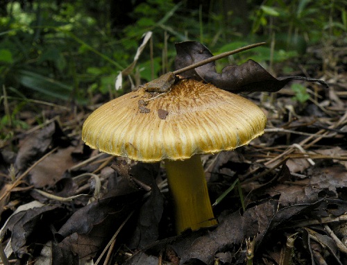 i_lutea_002.jpg