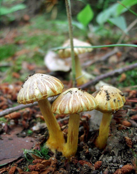 i_lutea_004.jpg