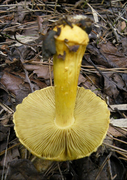 i_lutea_003.jpg