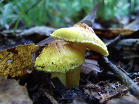 P2007_1020_1012551.jpg