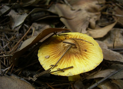 i_lutea_001.jpg