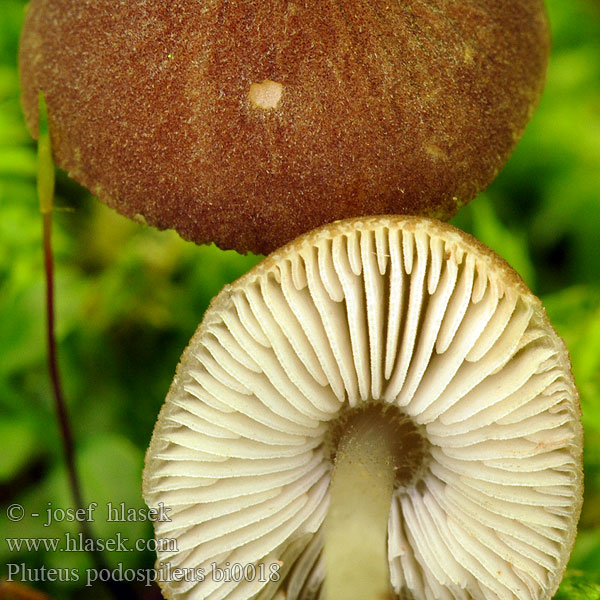 pluteus_podospileus_bi0018.jpg