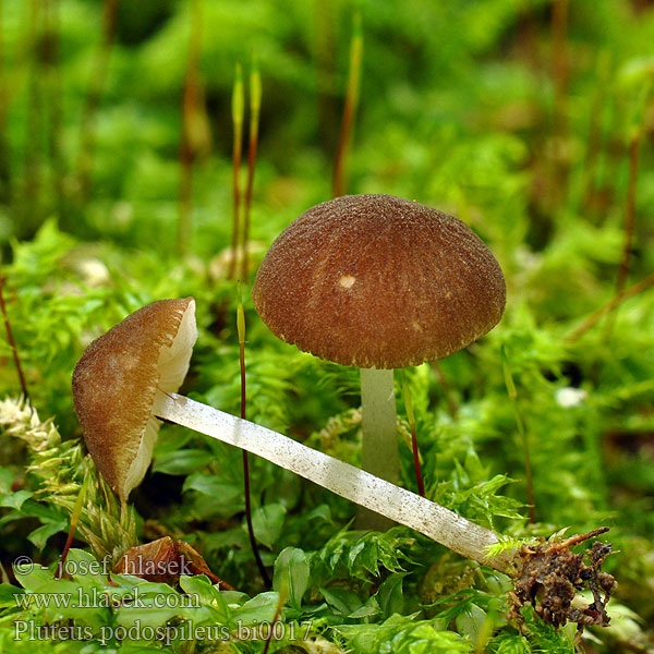 pluteus_podospileus_bi0017.jpg