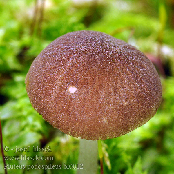 pluteus_podospileus_bi0012.jpg