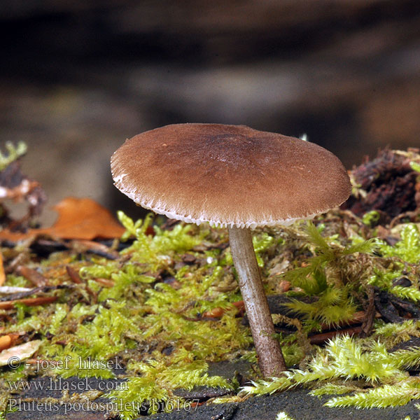 pluteus_podospileus_bi6167.jpg