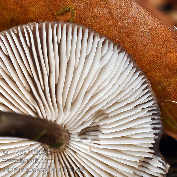 pluteus_podospileus_bi6180.jpg