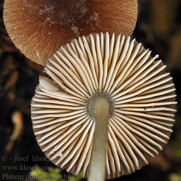 pluteus_podospileus_bk7273.jpg