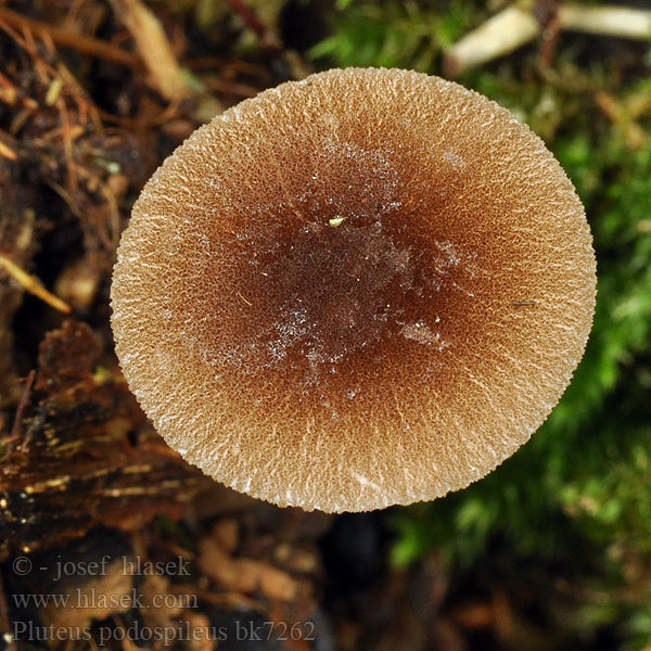 pluteus_podospileus_bk7262.jpg