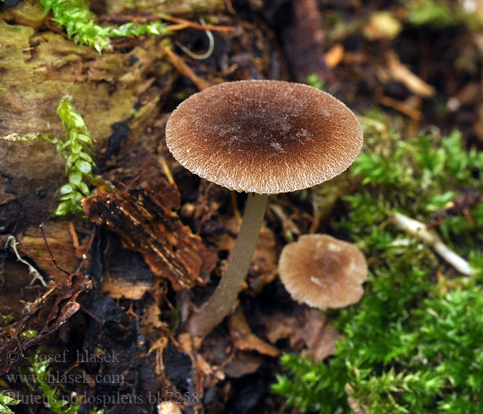 pluteus_podospileus_bk7258.jpg