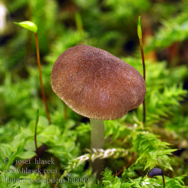 pluteus_podospileus_bi0009.jpg