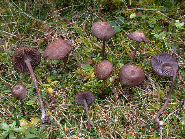 Entoloma_carneogriseum g.jpg