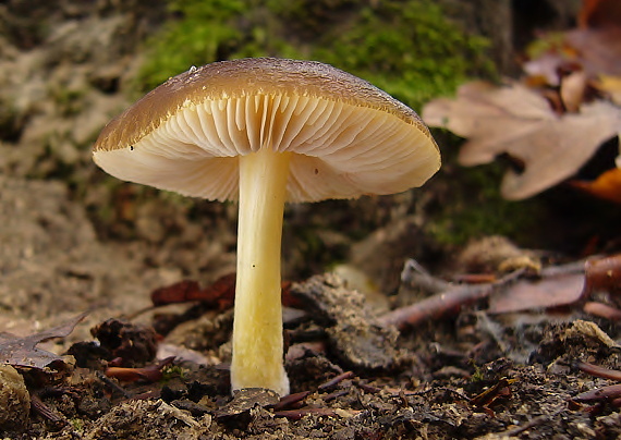 ladislav_tabi2006_50278.jpg