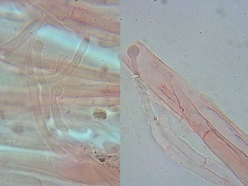 entoloma_cephalotrichum _kopfige_haare (1).jpg