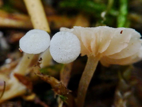 entoloma_cephalotrichum03.jpg