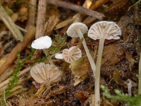 entoloma_cephalotrichum02.jpg