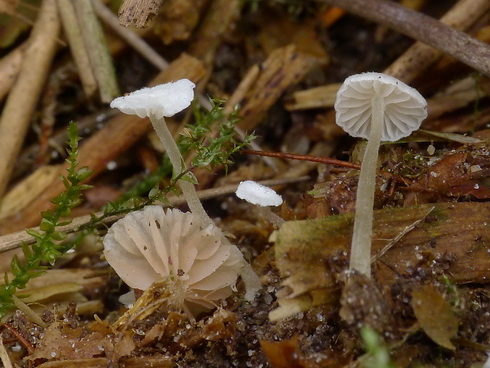 entoloma_cephalotrichum01.jpg