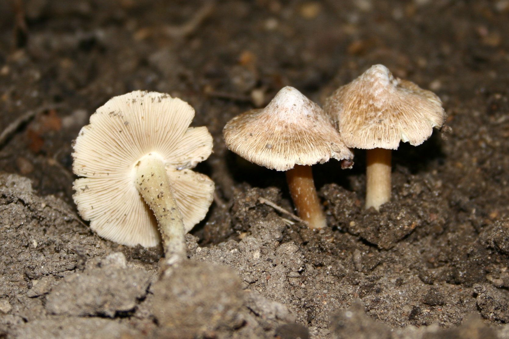 Inocybe_maculata_20080913wb.JPG
