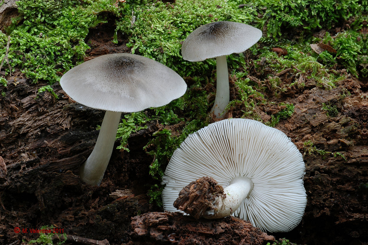 01_Willow_Shield_-_Pluteus_salicinus2.jpg