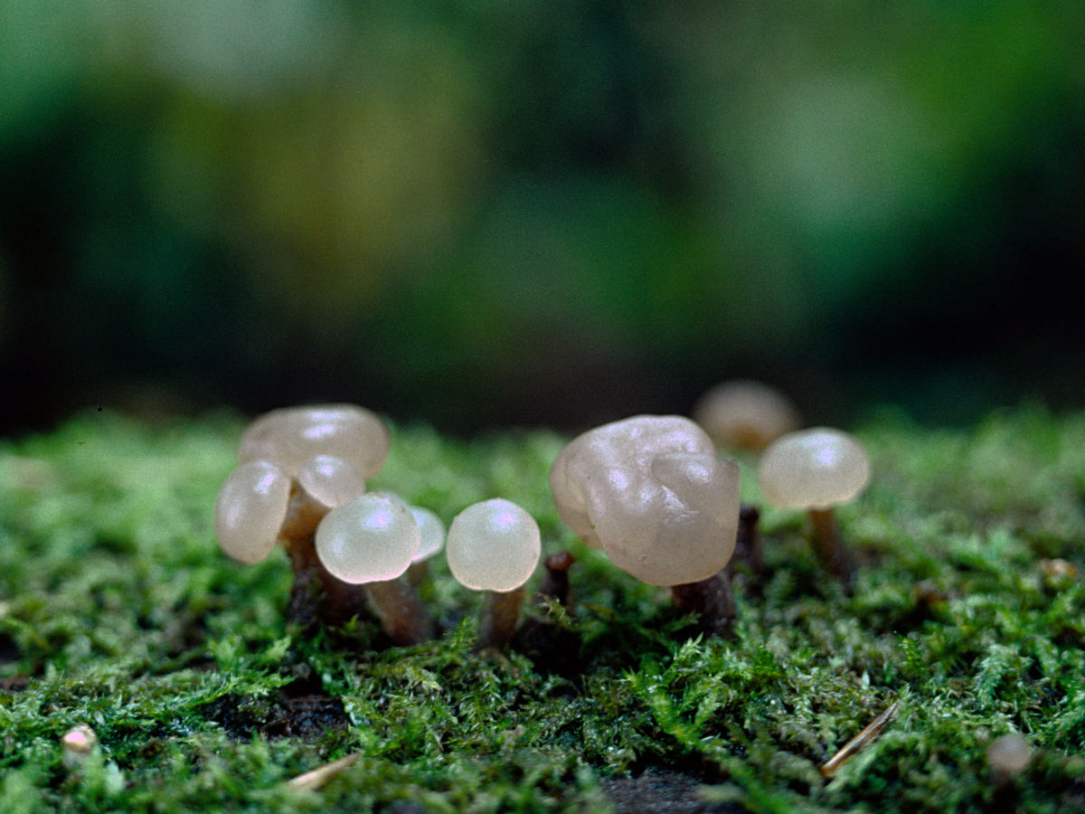 Neocudoniella_albiceps.jpg