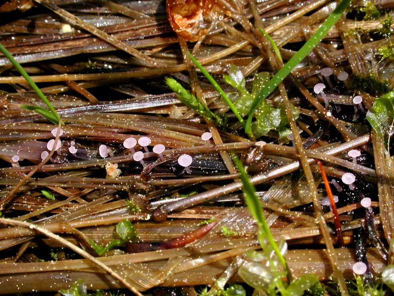 hymenoscyphus_equisitinus2.jpg