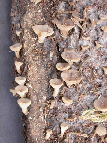 Tatrea macrospora cups GE.jpg