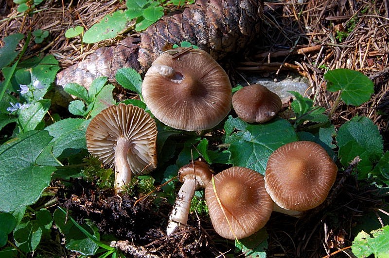 Inocybe proximella .JPG
