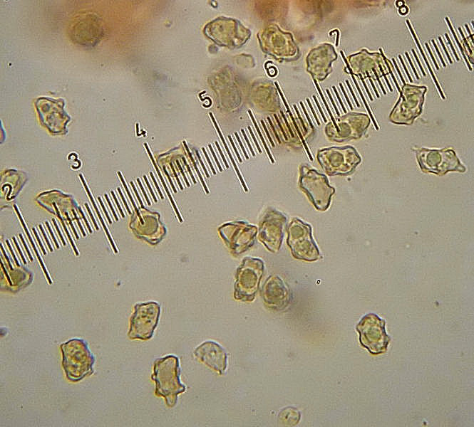 I. proximella spore .JPG