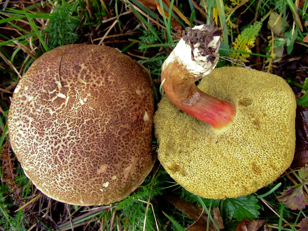 2012-07-10_Xerocomellus_chrysenteron_crop.jpg