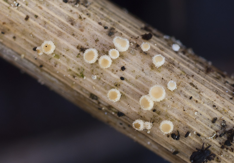 Albotricha acutipila.jpg