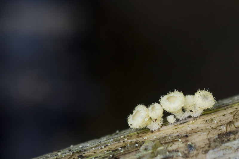 Albotricha acutipila6.jpg