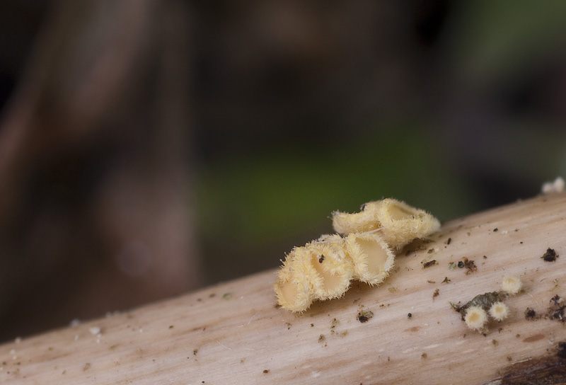 Albotricha acutipila2.jpg