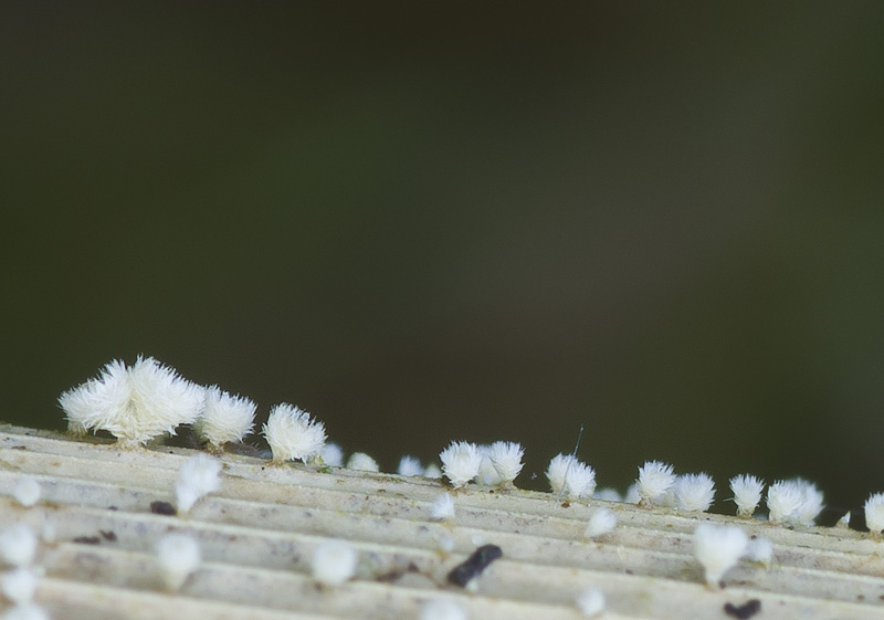 Albotricha acutipila5.jpg