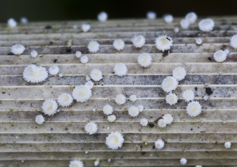 Albotricha acutipila4.jpg