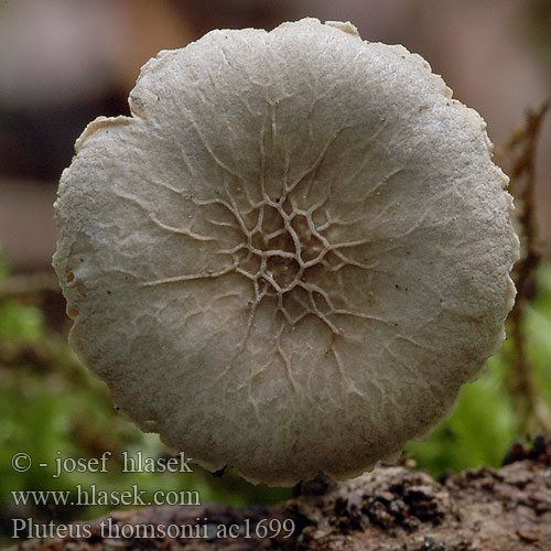 pluteus_thomsonii_ac1699.jpg