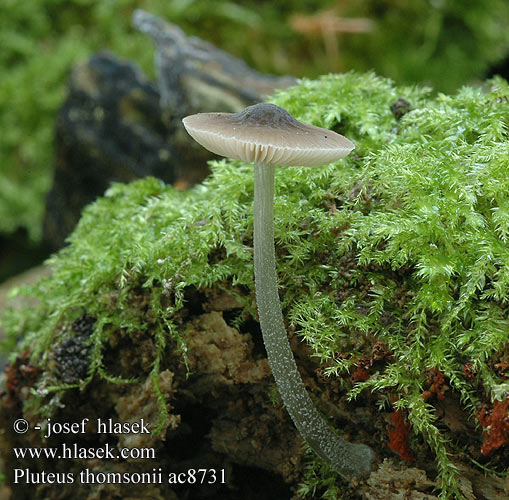 pluteus_thomsonii_ac8731.jpg
