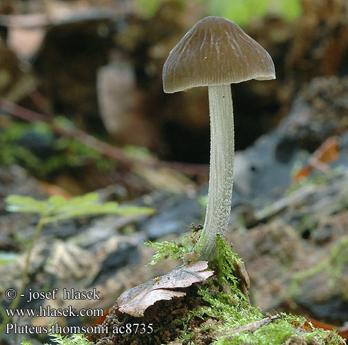 pluteus_thomsonii_ac8735.jpg