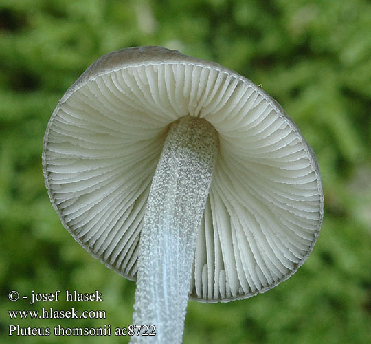 pluteus_thomsonii_ac8722.jpg