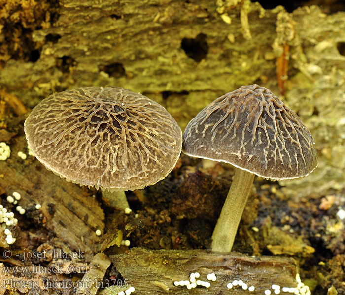 pluteus_thomsonii_bi3705.jpg