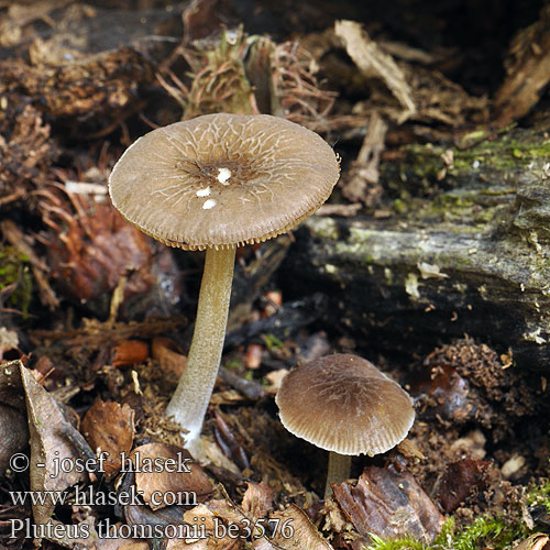 pluteus_thomsonii_be3576.jpg