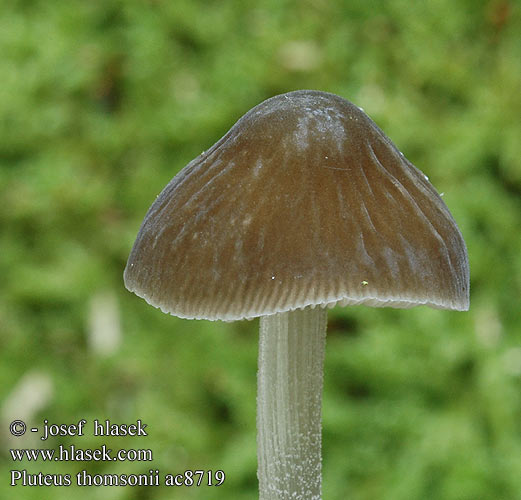pluteus_thomsonii_ac8719.jpg