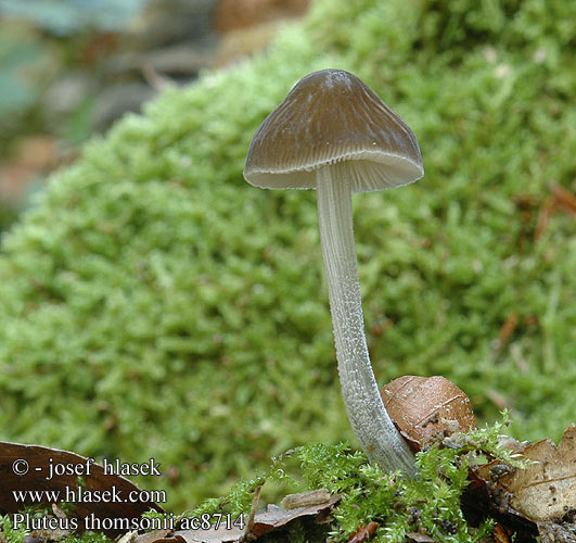 pluteus_thomsonii_ac8714.jpg
