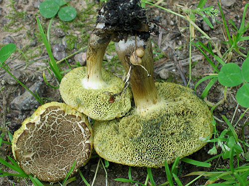 X_porosporus_2.jpg