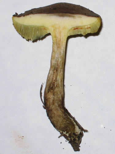 X_porosporus_3.jpg